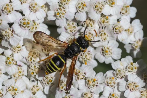 Gymnomerus sp.